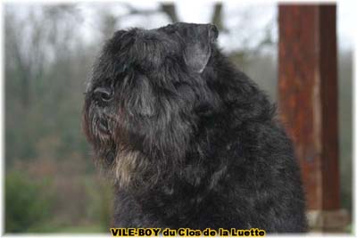 Bouvier des Flandres du Clos de la Luette VILE BOY - Copyright depose